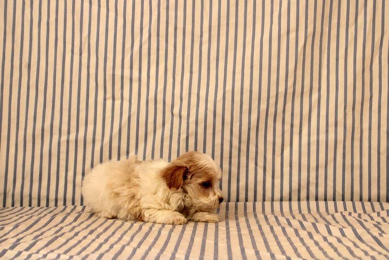 puppy, for, sale, Maltipoo, Matthew B. Stoltzfus, dog, breeder, Gap, PA, dog-breeder, puppy-for-sale, forsale, nearby, find, puppyfind, locator, puppylocator, aca
